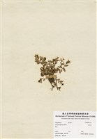 藏品(瓜子金)的圖片